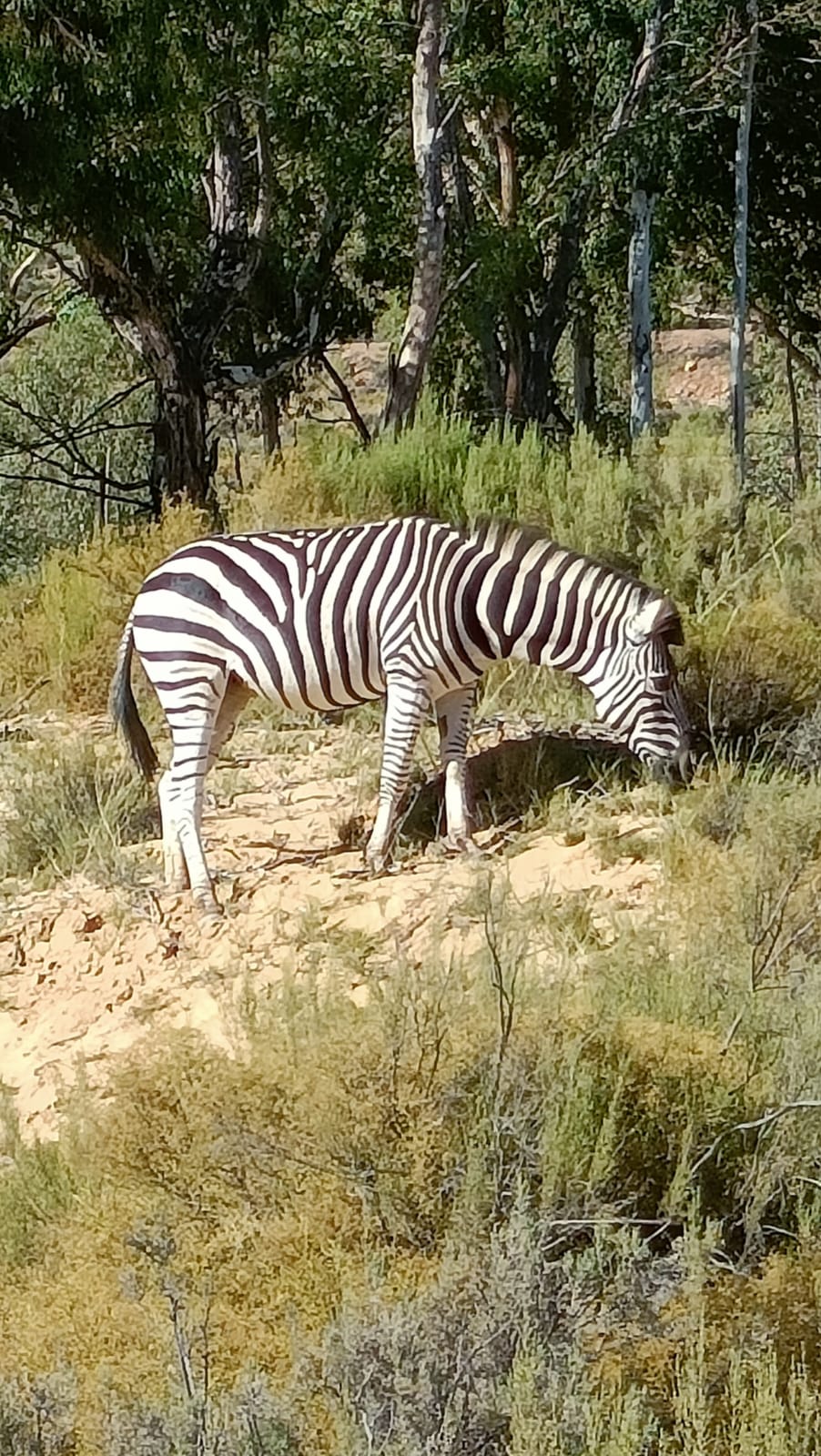 Wild Life - Animal 5